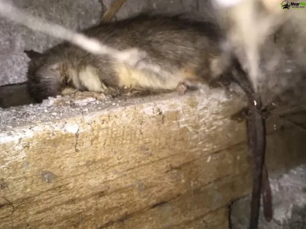 Dead Rat Removal Nambour